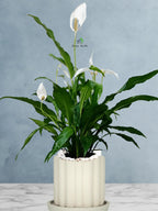 Peace Lily Desktop | 50-60 cm
