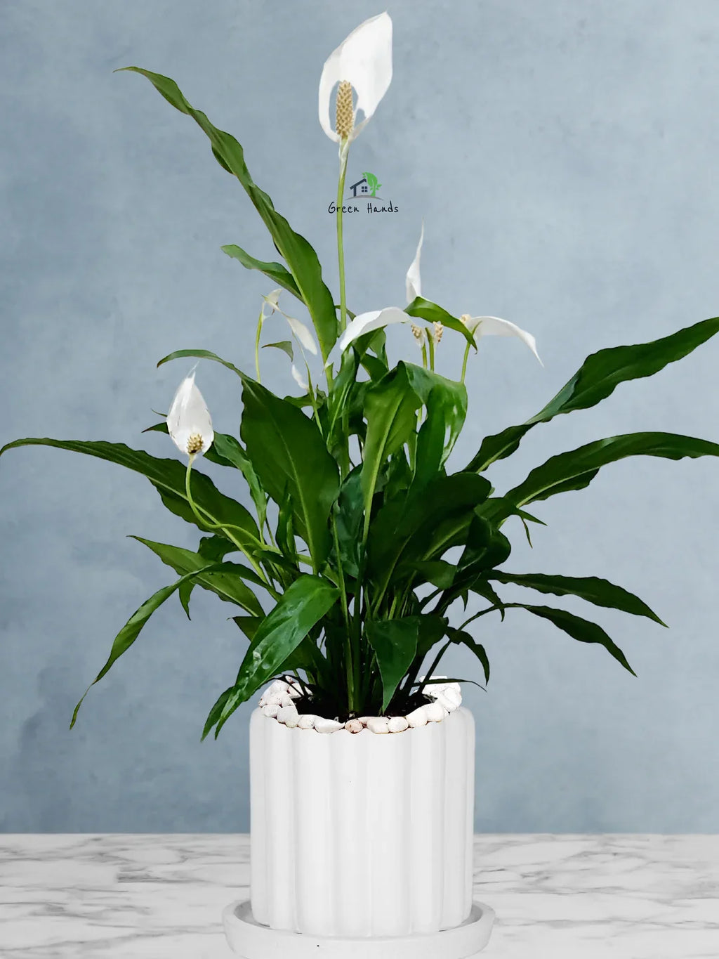 Peace Lily Desktop | 50-60 cm