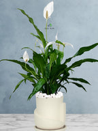 Peace Lily Desktop | 50-60 cm