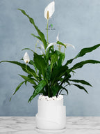 Peace Lily Desktop | 50-60 cm
