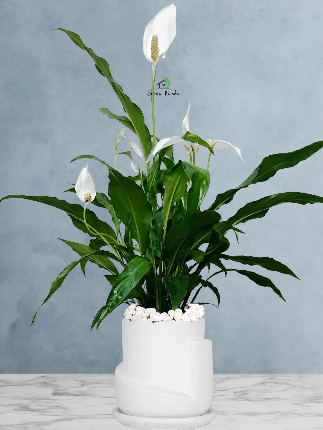 Peace Lily Desktop | 50-60 cm