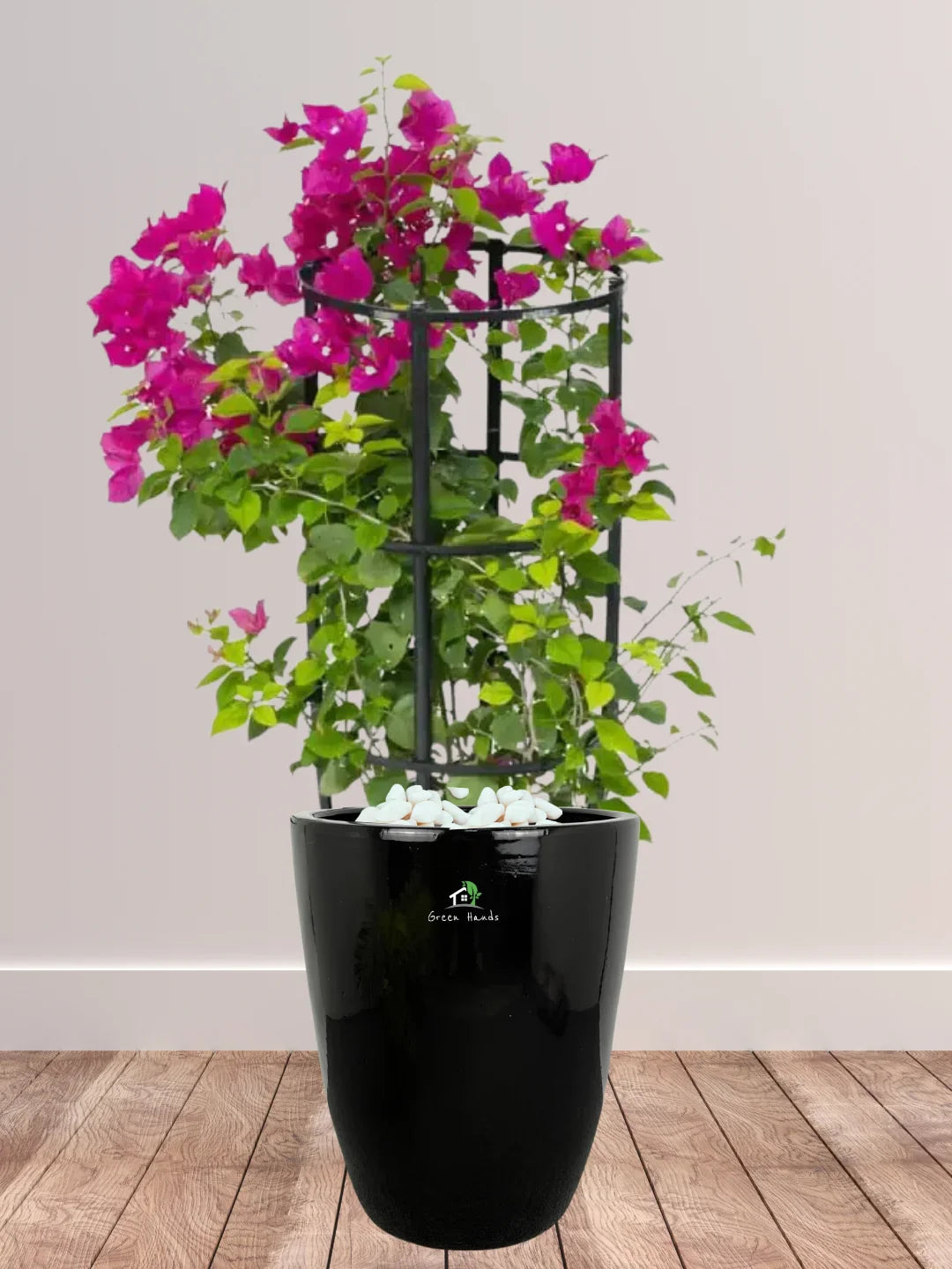 Bougainvillea | 90-110 cm
