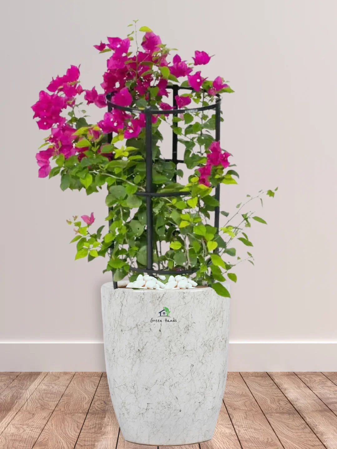 Bougainvillea | 90-110 cm