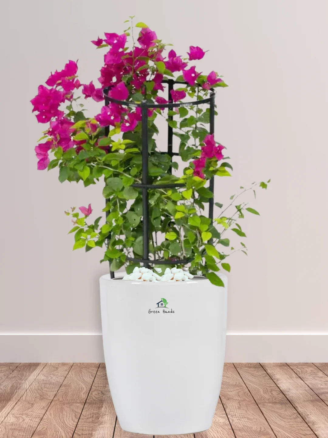 Bougainvillea | 90-110 cm