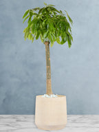 Potted-XL-Thick-Stem-Money-Tree-Pachira-Premium-Fiber-Beige-Pot