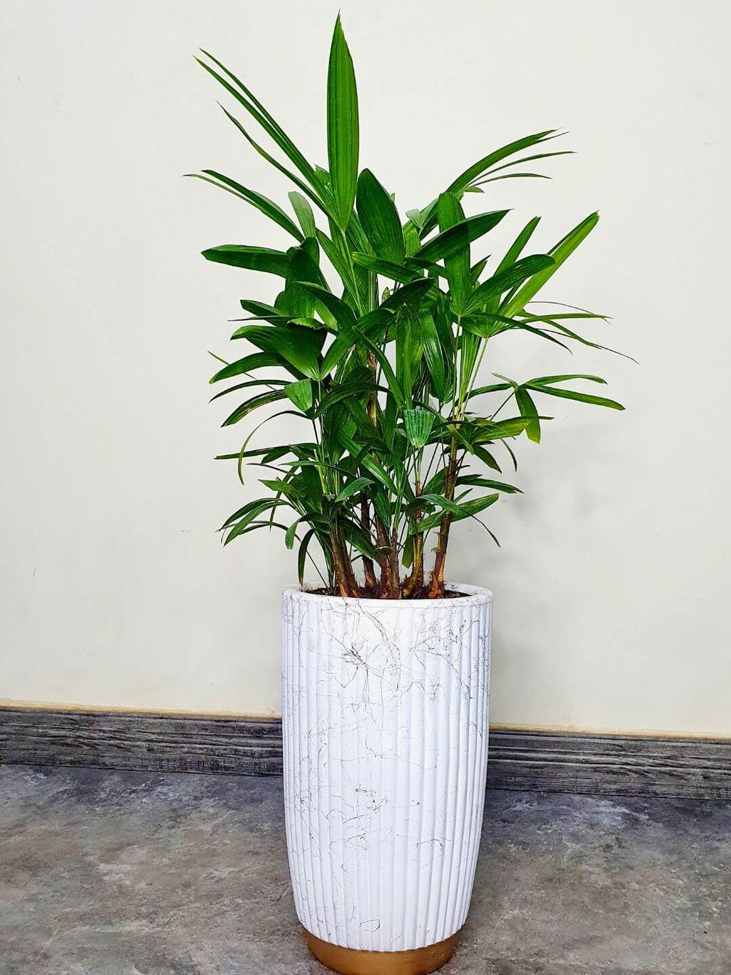 Potted Lady Palm or Rhapis Plant 90-100 cm Planted in Marble 
Ceramic Pot