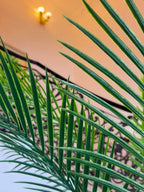 Areca Palm Artificial | 250 cm