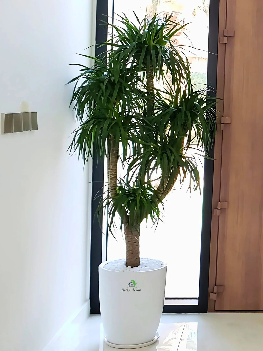 Six-Head-Yukka-in-Premium-White-Ceramic-Pot