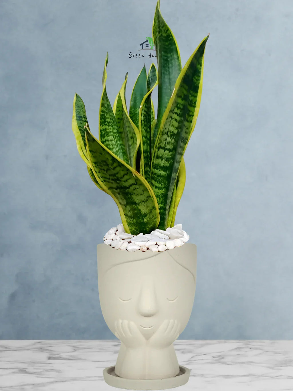 Snake Plant Desktop | 35-45 cm