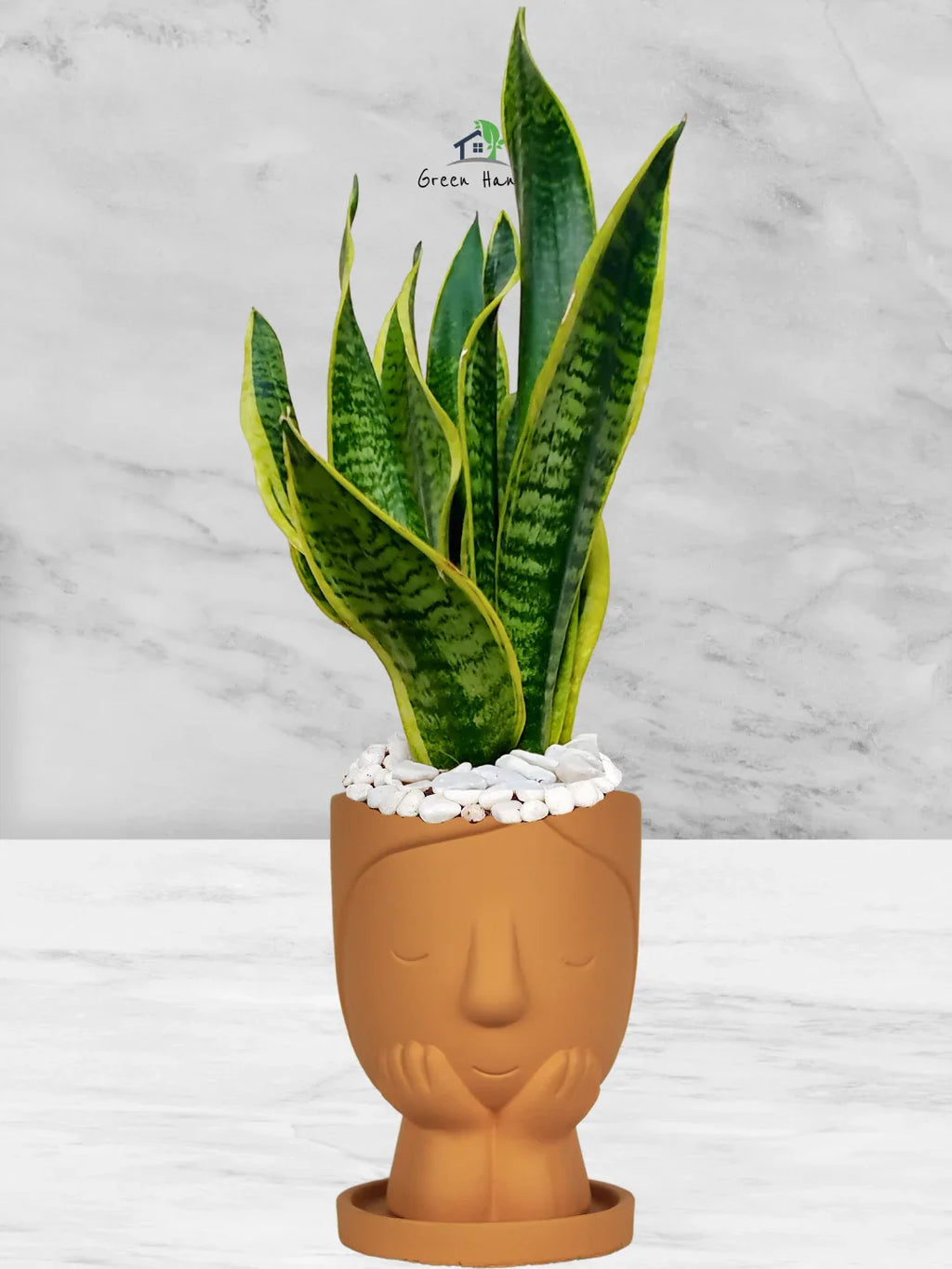 Snake Plant Desktop | 35-45 cm