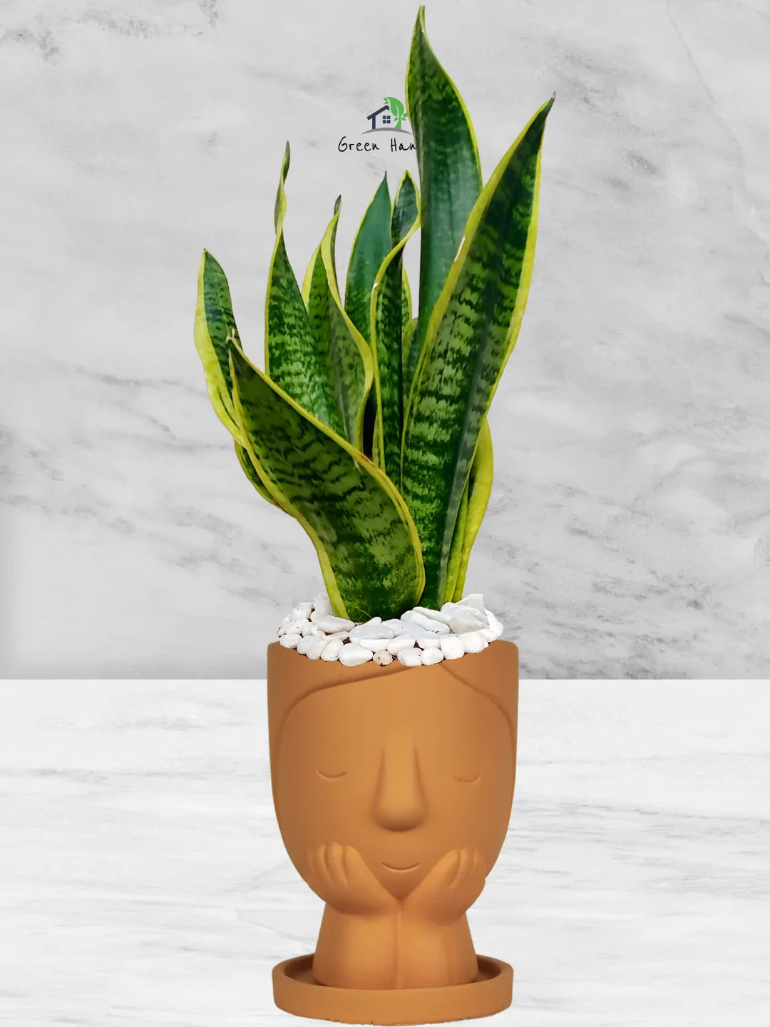 Snake Plant Desktop | 35-45 cm