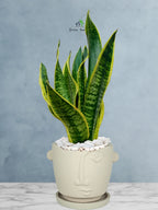 Snake Plant Desktop | 35-45 cm
