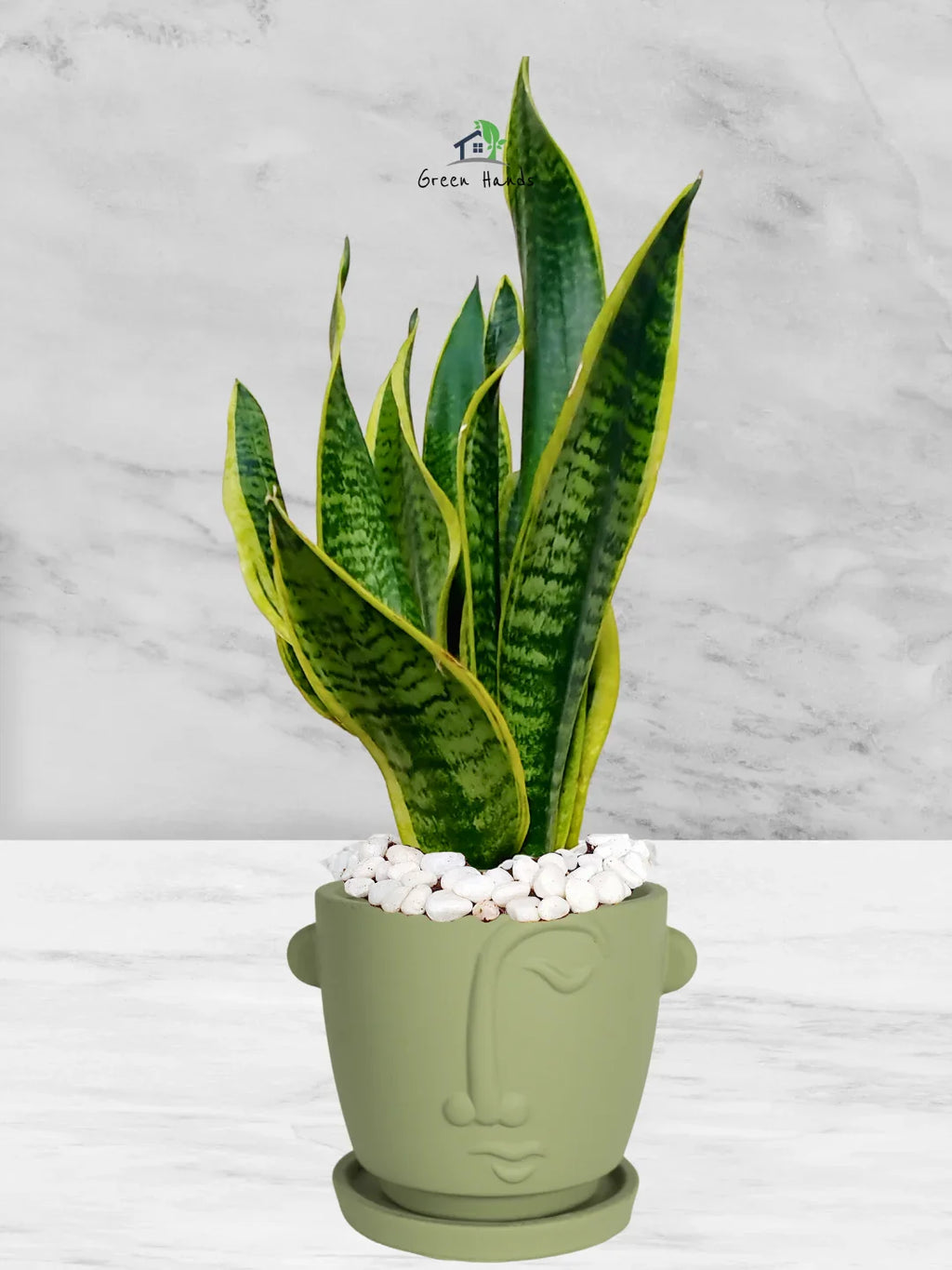 Snake Plant Desktop | 35-45 cm