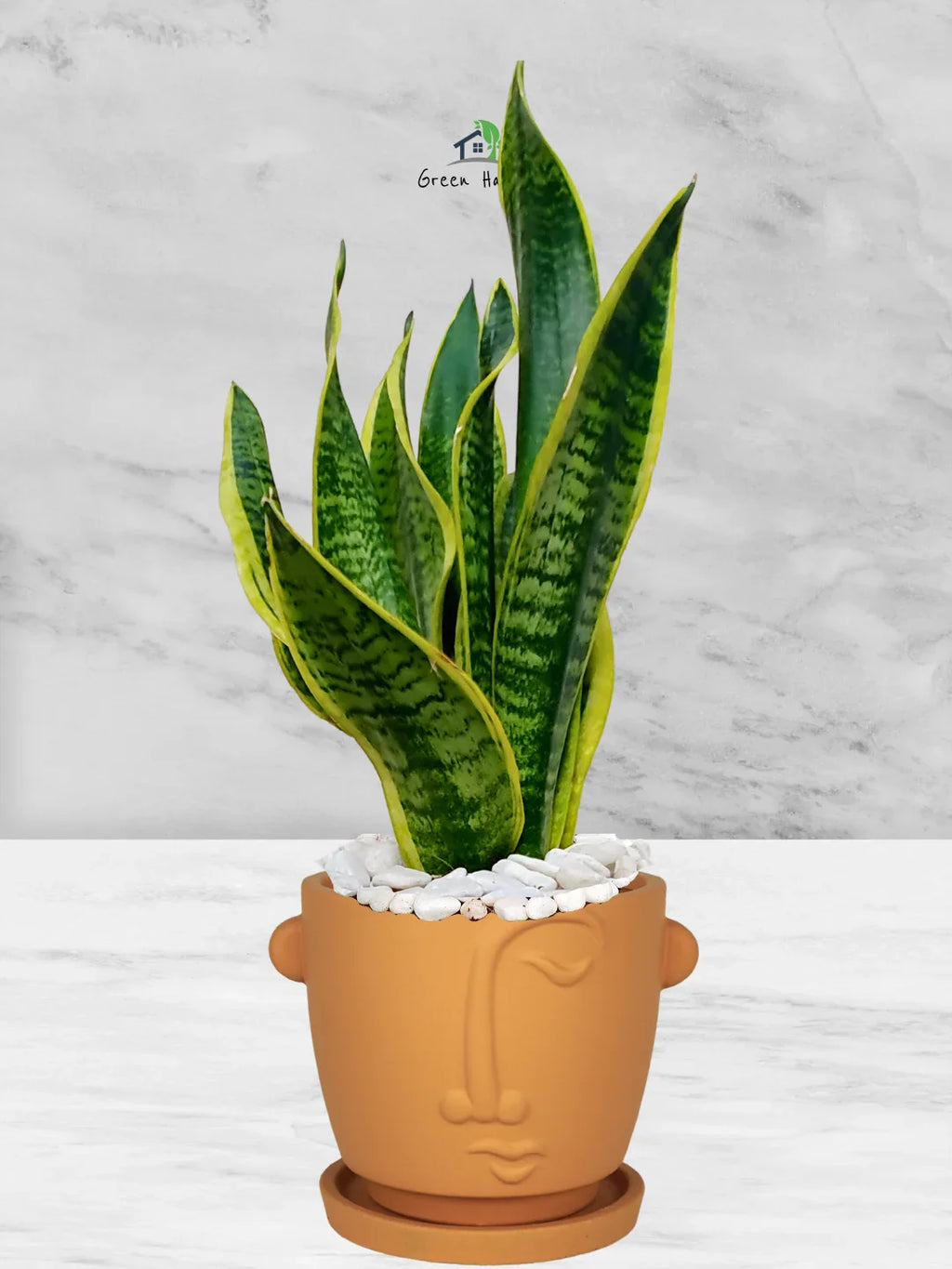 Snake Plant Desktop | 35-45 cm