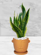 Snake Plant Desktop | 35-45 cm