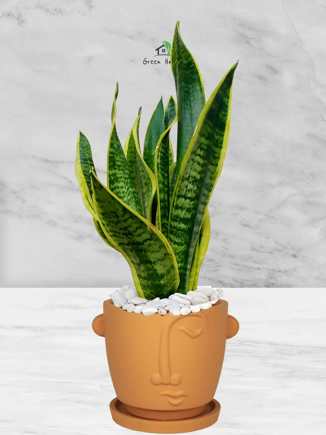Snake Plant Desktop | 35-45 cm