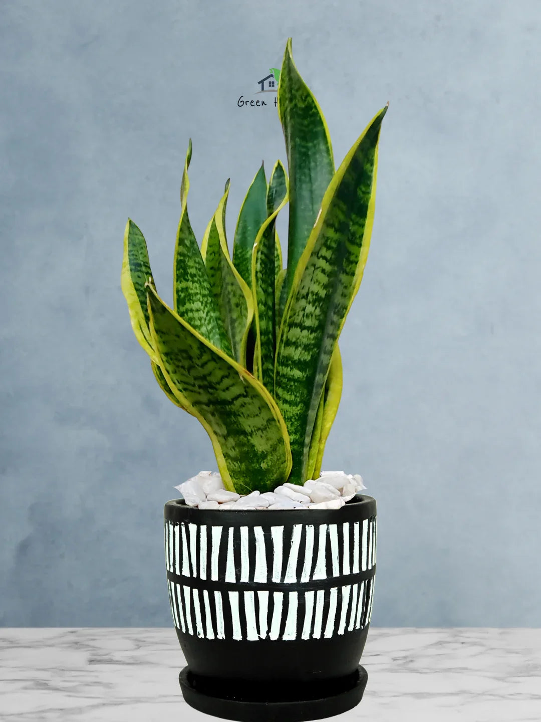 Snake Plant Desktop | 35-45 cm