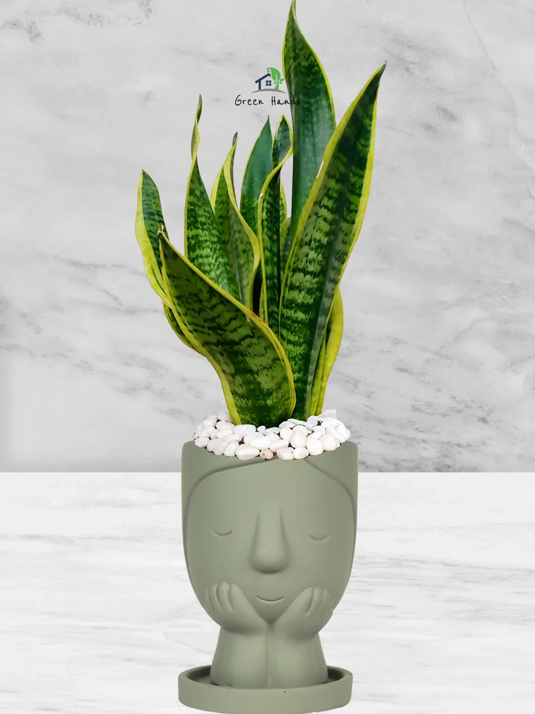 Snake Plant Desktop | 35-45 cm
