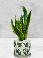 Snake Plant Desktop | 35-45 cm