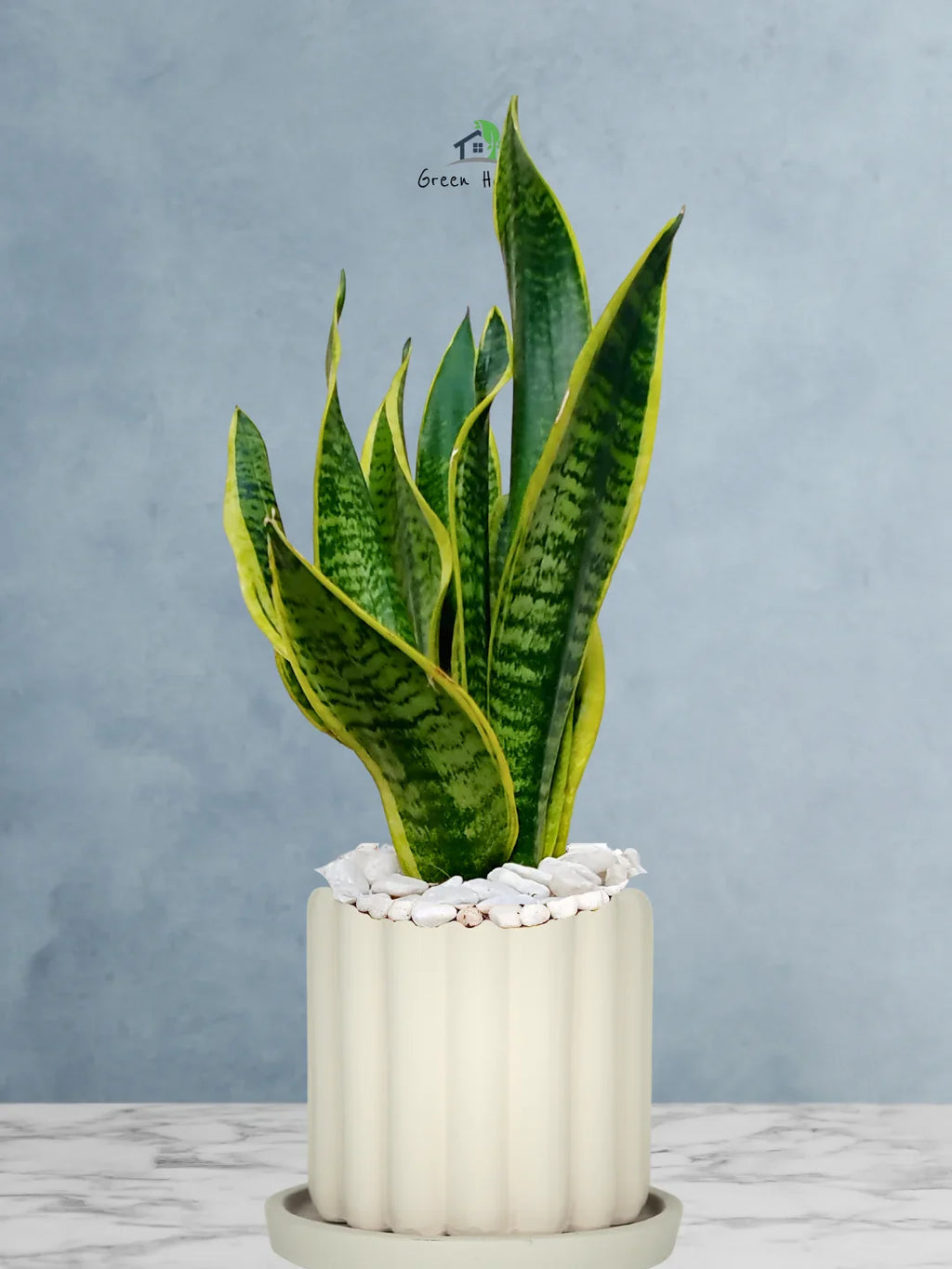 Snake Plant Desktop | 35-45 cm