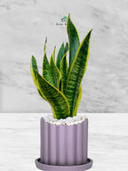 Snake Plant Desktop | 35-45 cm