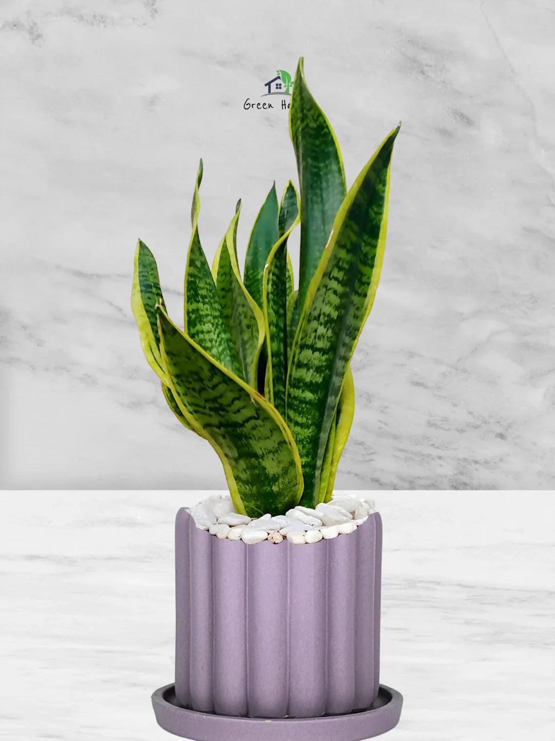 Snake Plant Desktop | 35-45 cm