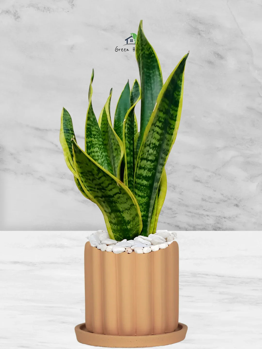 Snake Plant Desktop | 35-45 cm