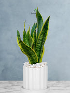 Snake Plant Desktop | 35-45 cm