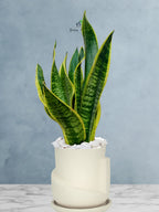 Snake Plant Desktop | 35-45 cm