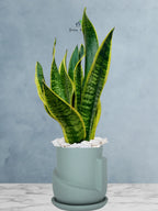 Snake Plant Desktop | 35-45 cm