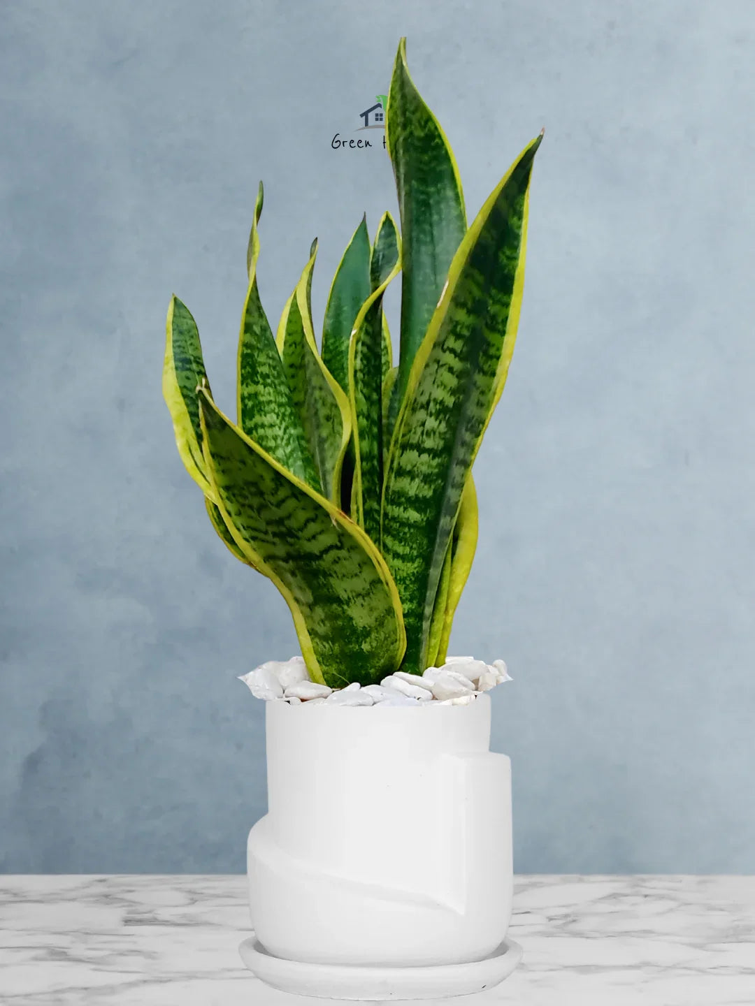 Snake Plant Desktop | 35-45 cm