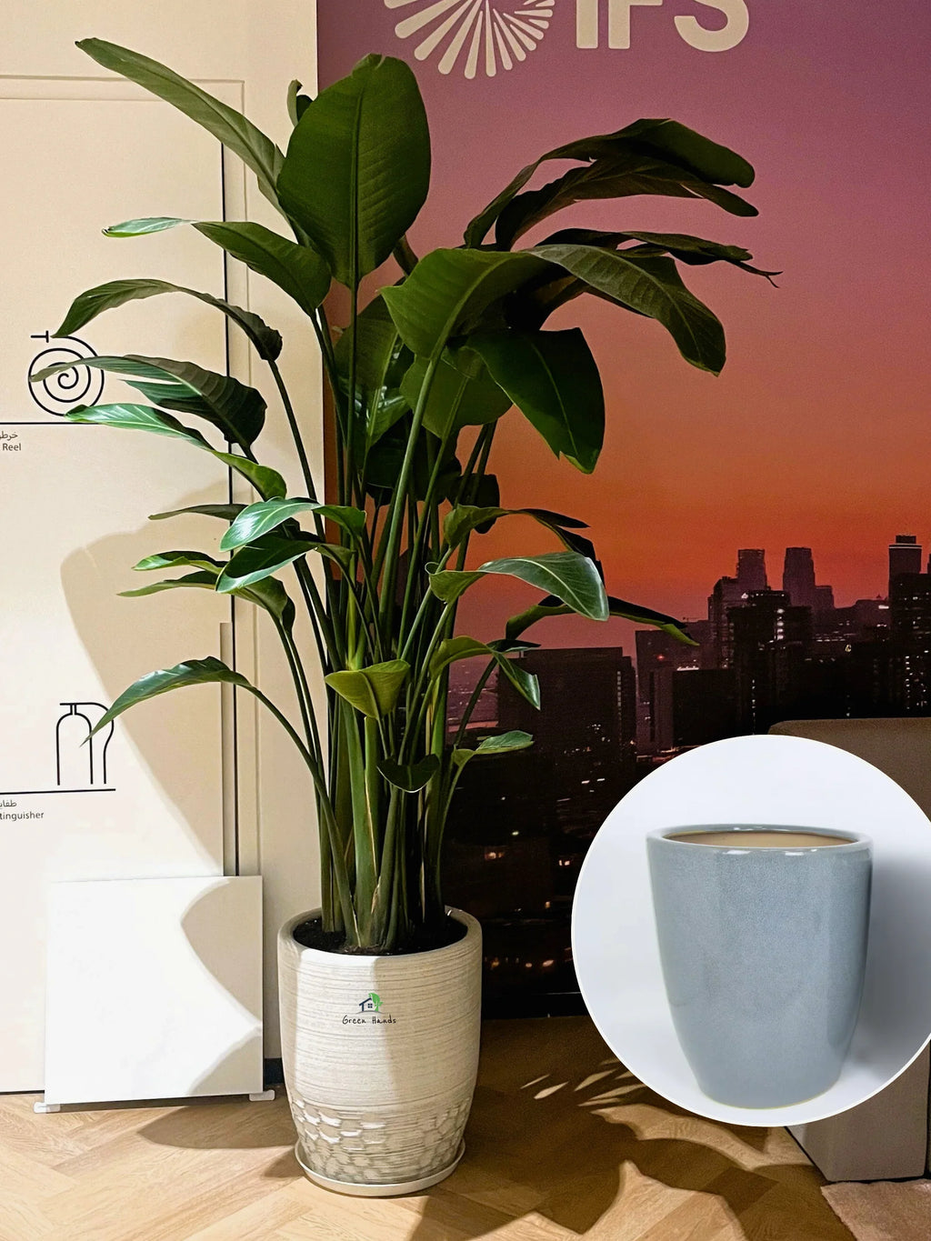 XL-Bird-of-Paradise-in-Grey-Ceramic-Pot