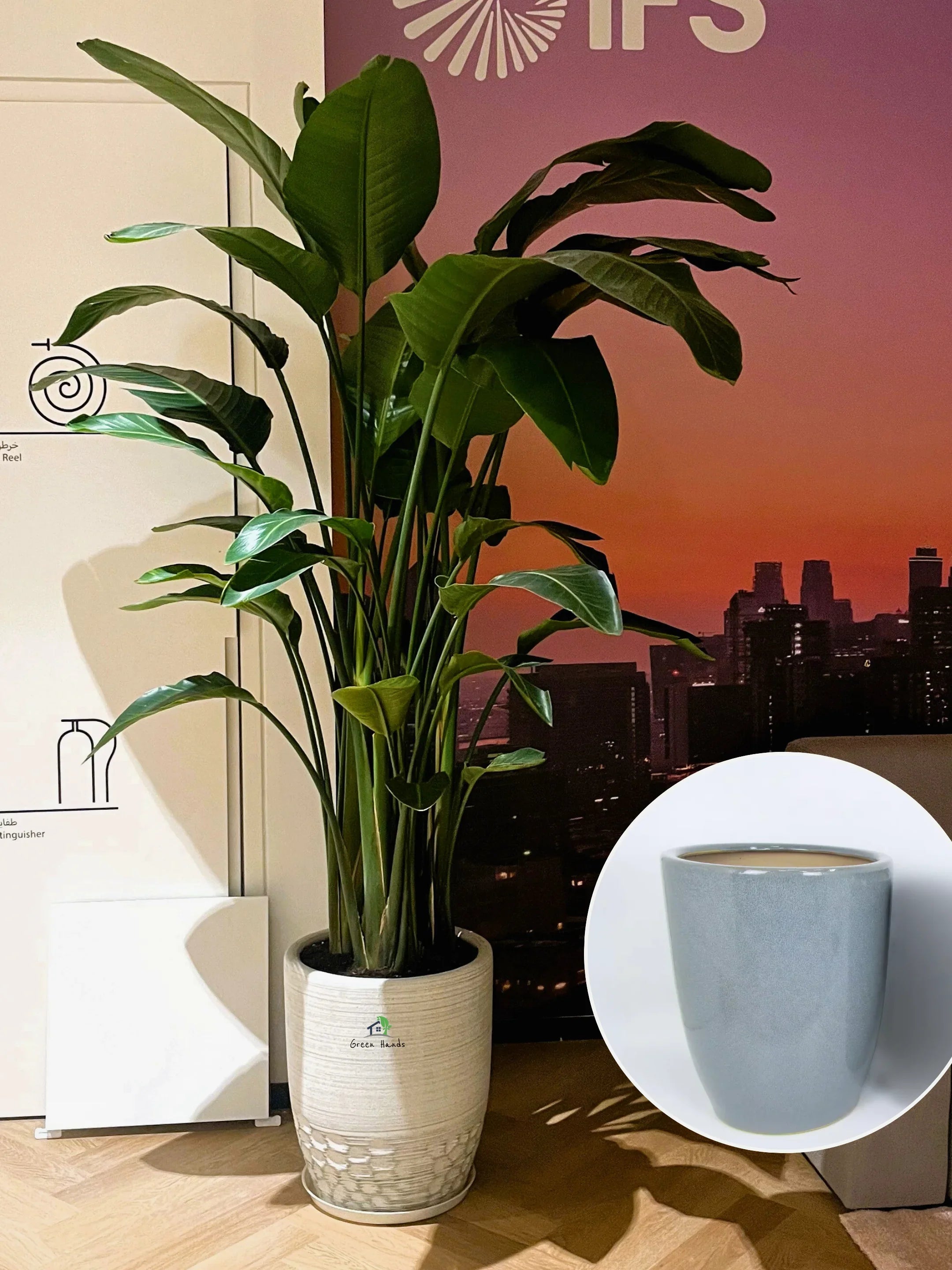 XL-Bird-of-Paradise-in-Grey-Ceramic-Pot