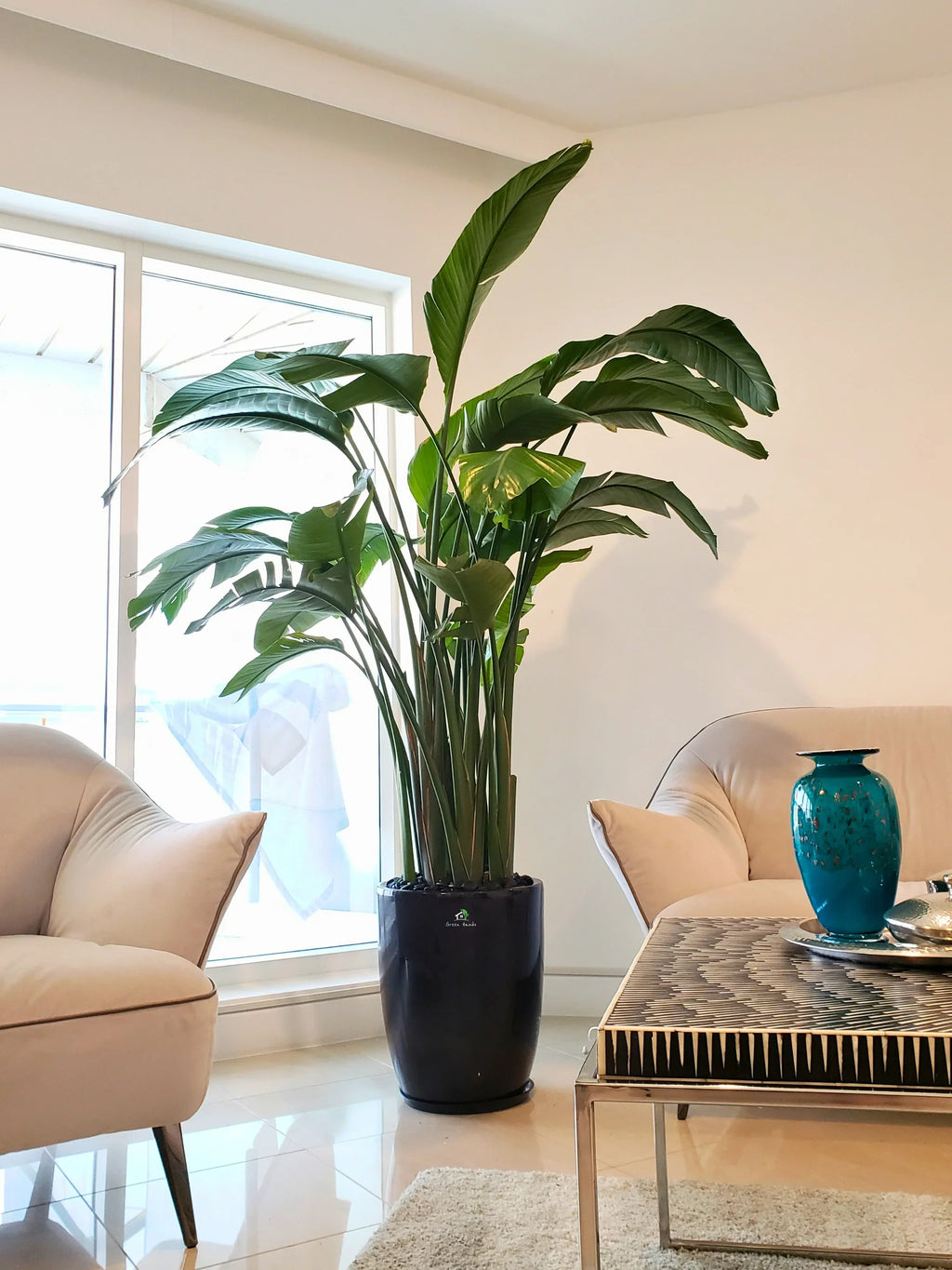 XL-Bird-of-Paradise-or-Strelitzia-in-Black-Ceramic-Pot_main