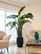 XL-Bird-of-Paradise-or-Strelitzia-in-Black-Ceramic-Pot_main