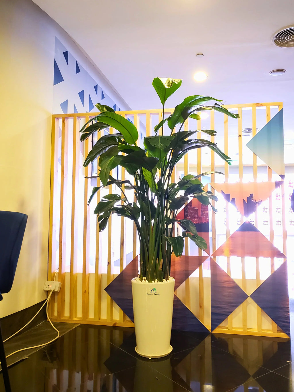 XL-Bird-of-Paradise-or-Strelitzia-in-White-Ceramic-Pot-Main