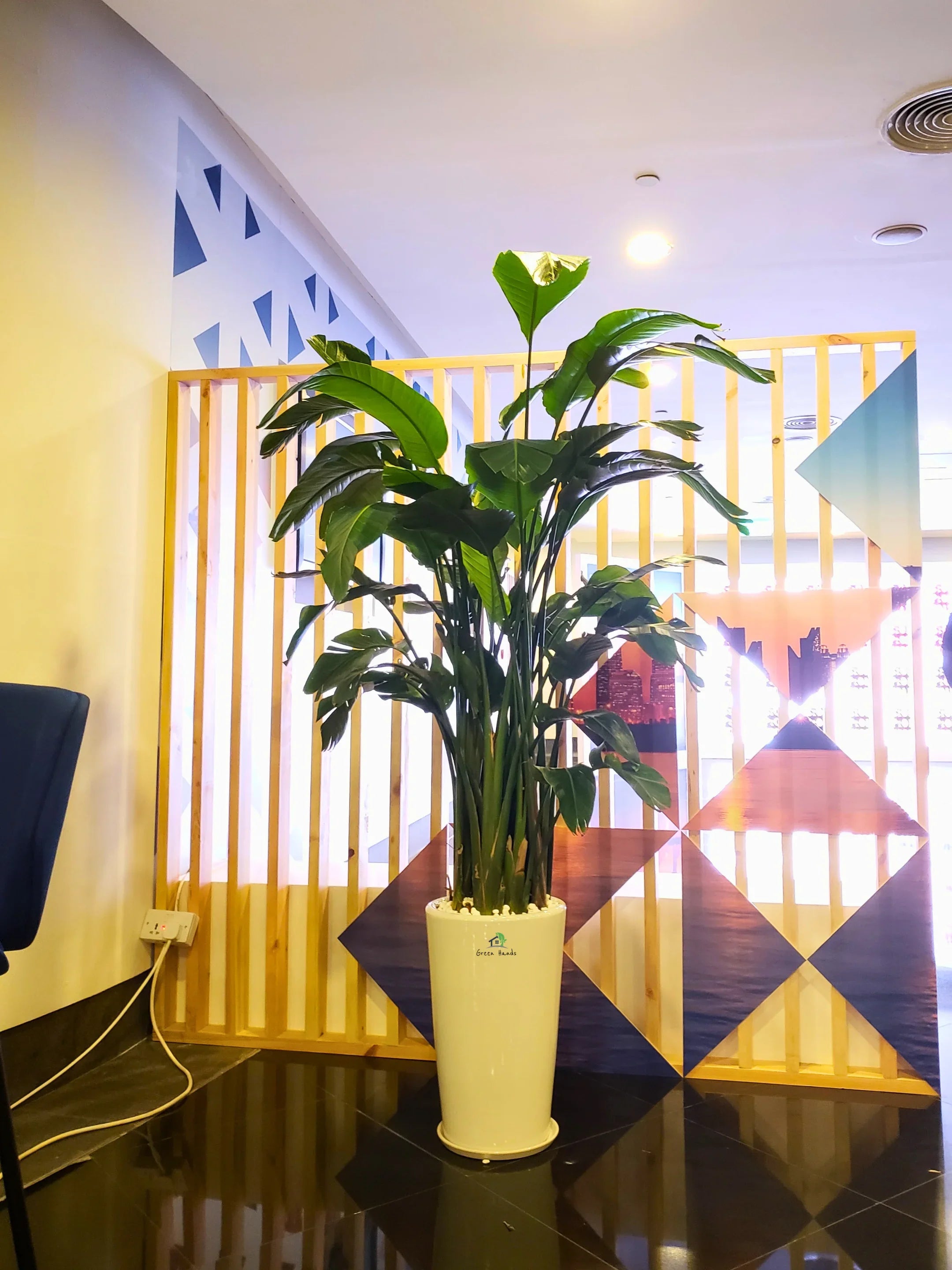 XL-Bird-of-Paradise-or-Strelitzia-in-White-Ceramic-Pot-Main