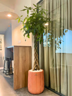 Pachira Aquatica Braided | 150-180 cm