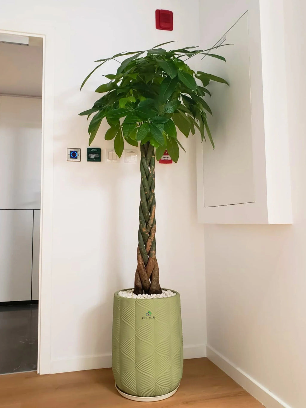 Pachira Aquatica Braided | 150-180 cm