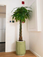 Pachira Aquatica Braided | 150-180 cm