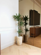 Dracaena Premium Mix | 160-180 cm