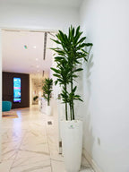 Dracaena Premium Mix | 160-180 cm