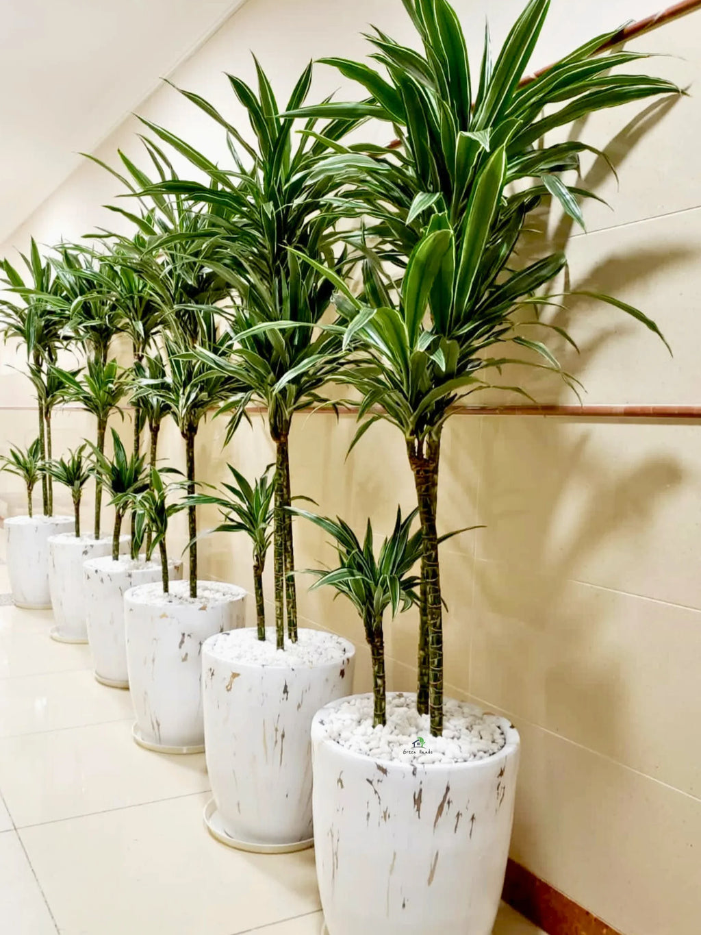 Dracaena Premium Mix | 160-180 cm