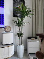 Dracaena Premium Mix | 160-180 cm