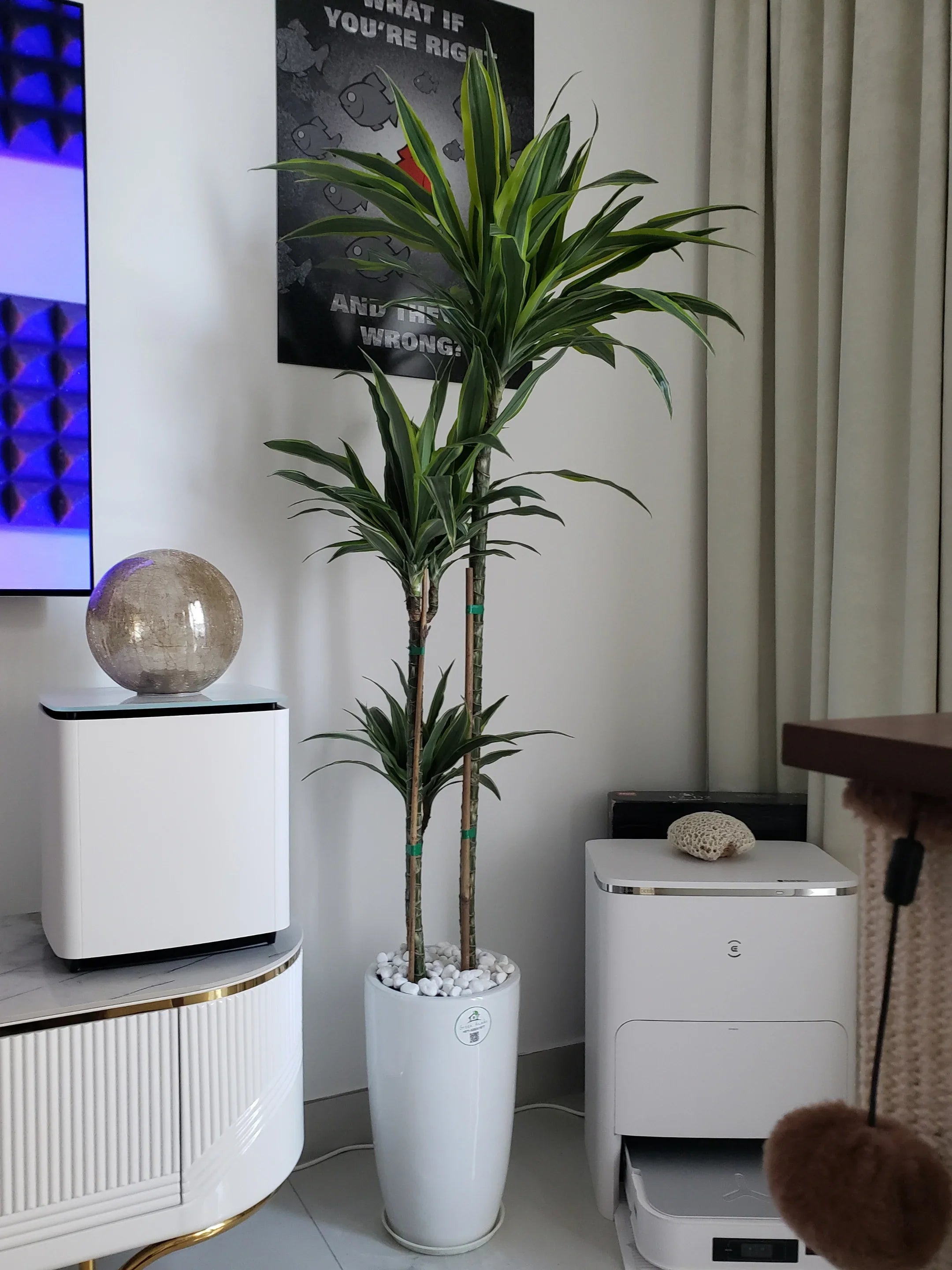 Dracaena Premium Mix | 160-180 cm