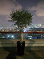 XL-Olive-Tree-in-Black-Ceramic-Pot