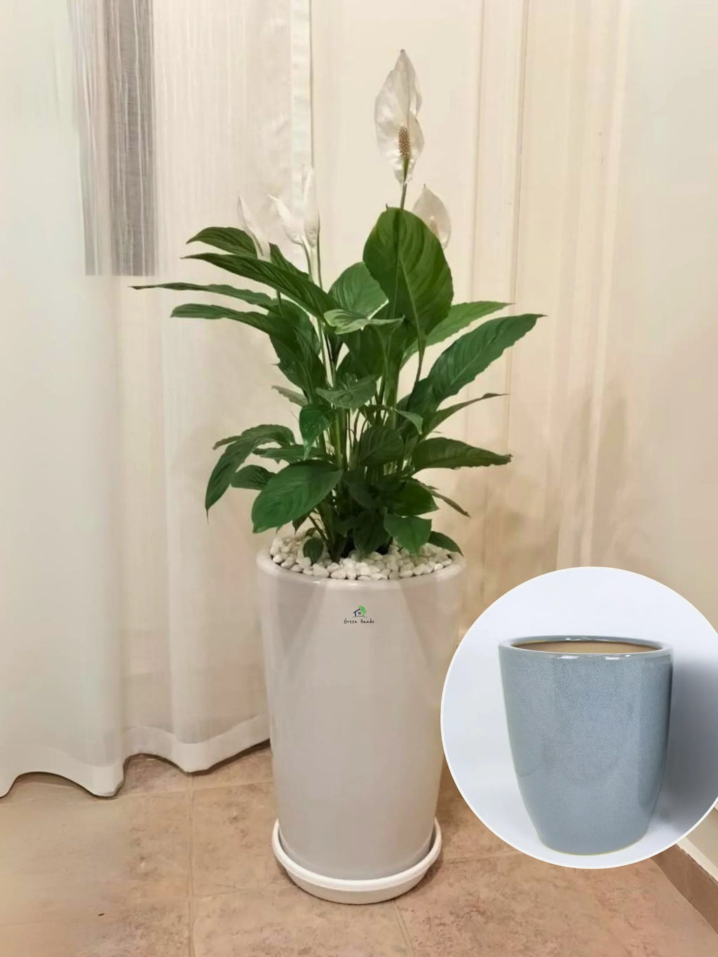 XL-Peace-Lily-in-Grey-Ceramic-Pot
