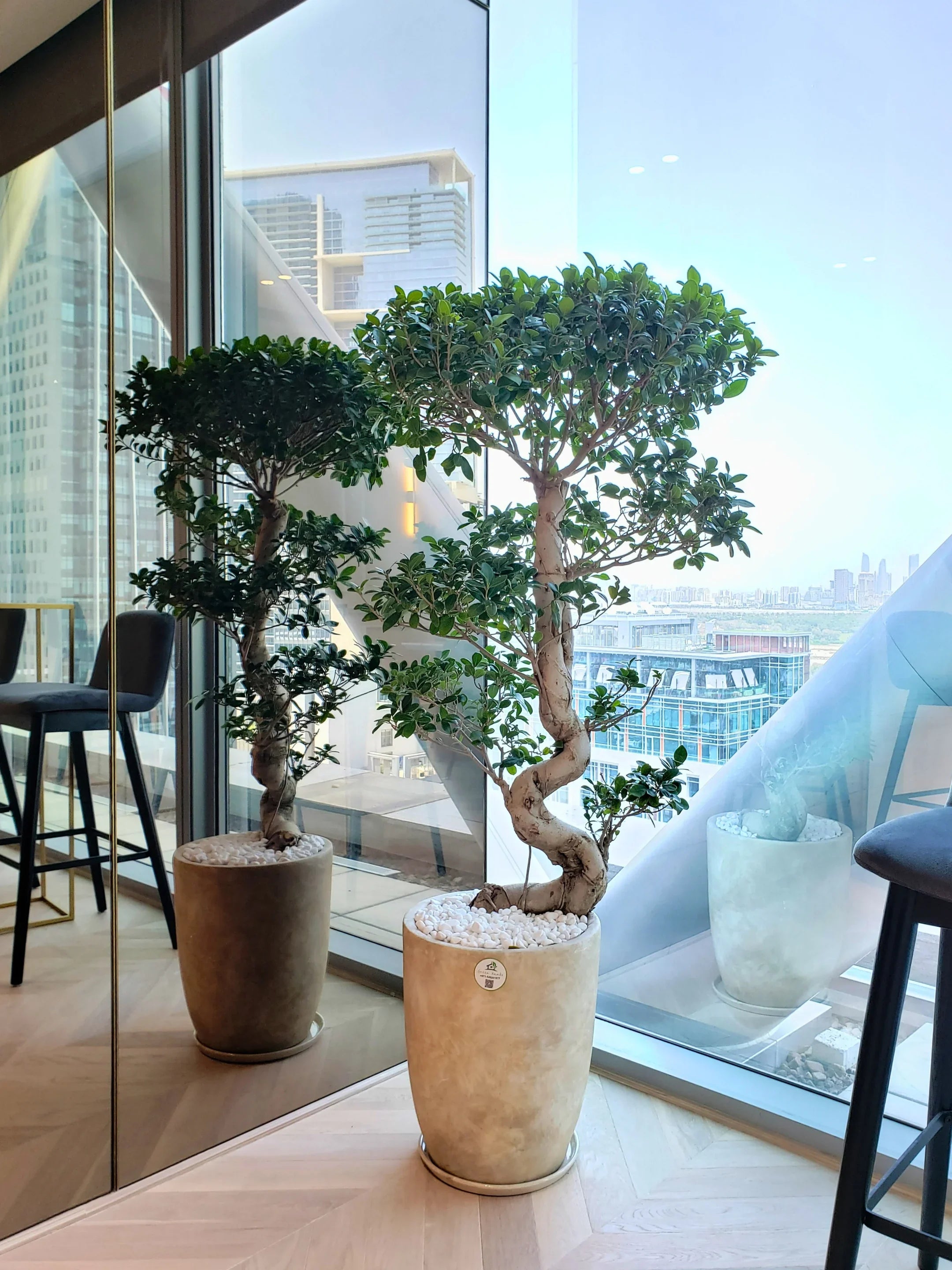 XL-S-Shaped-Bonsai-in-Egyptian-Marble-Ceramic-Pot