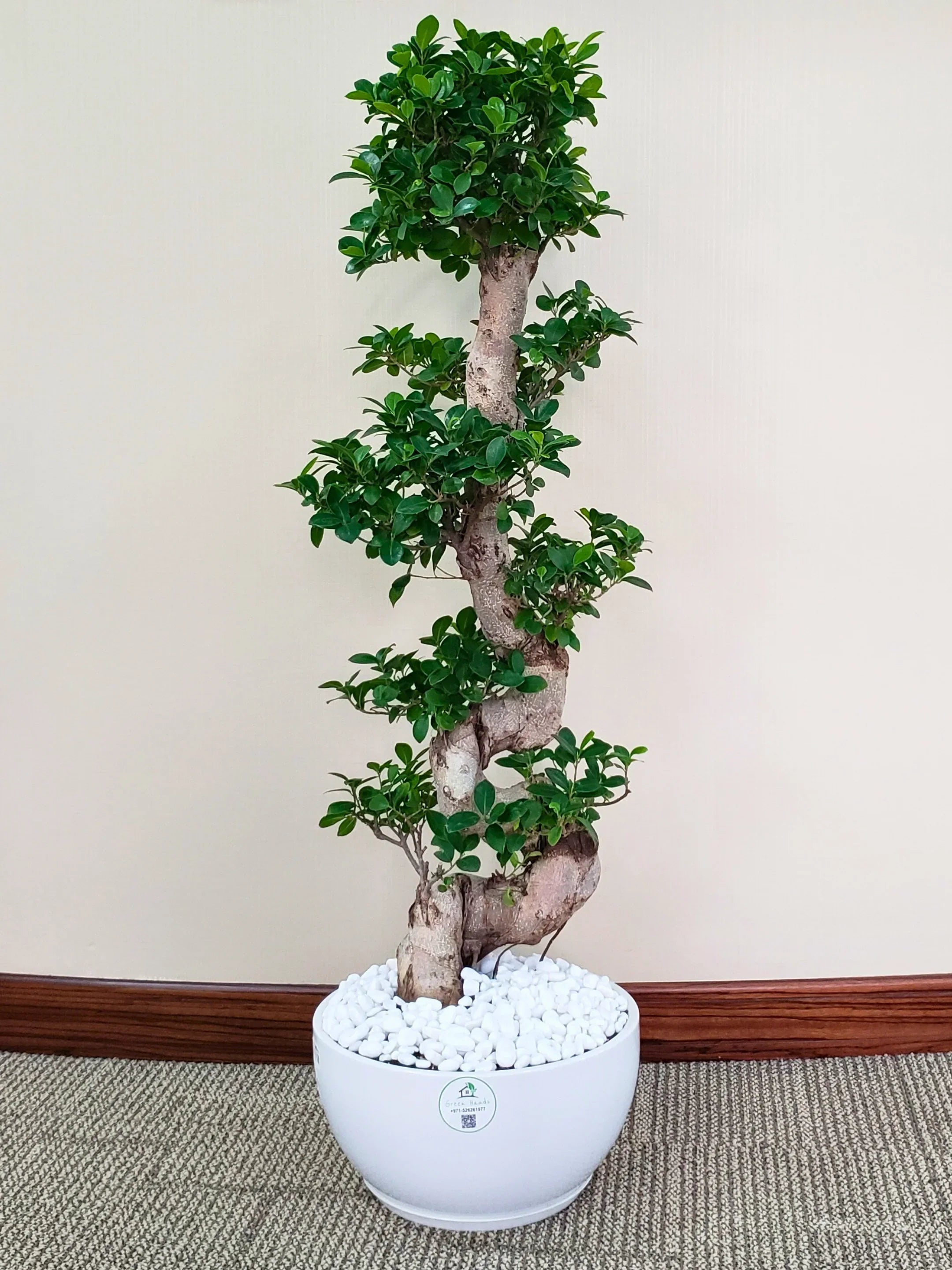 s shaped bonsai tree S-Shape Bonsai