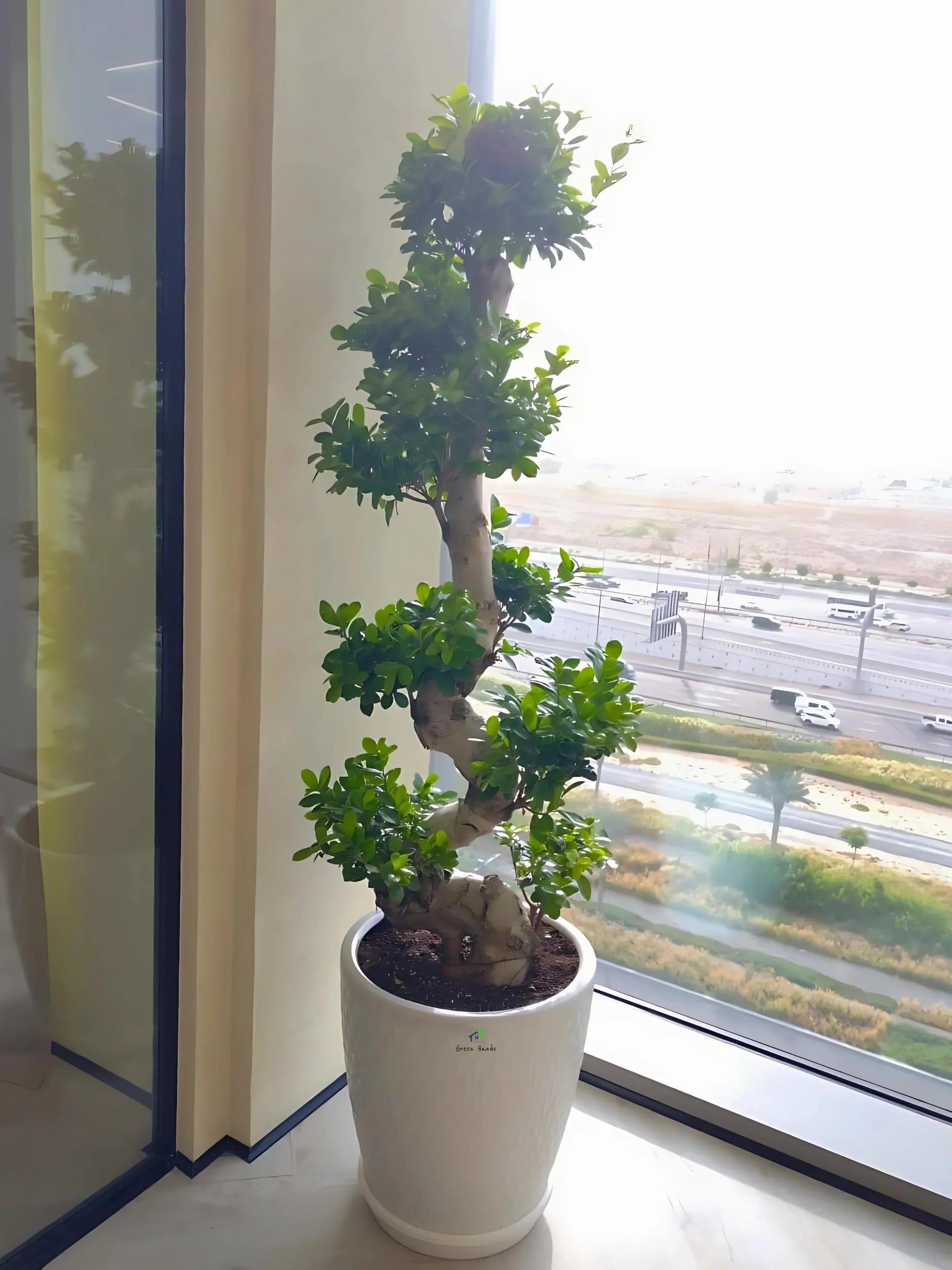 XL-S-Shaped-Bonsai-in-Tall-White-Ceramic-Pot